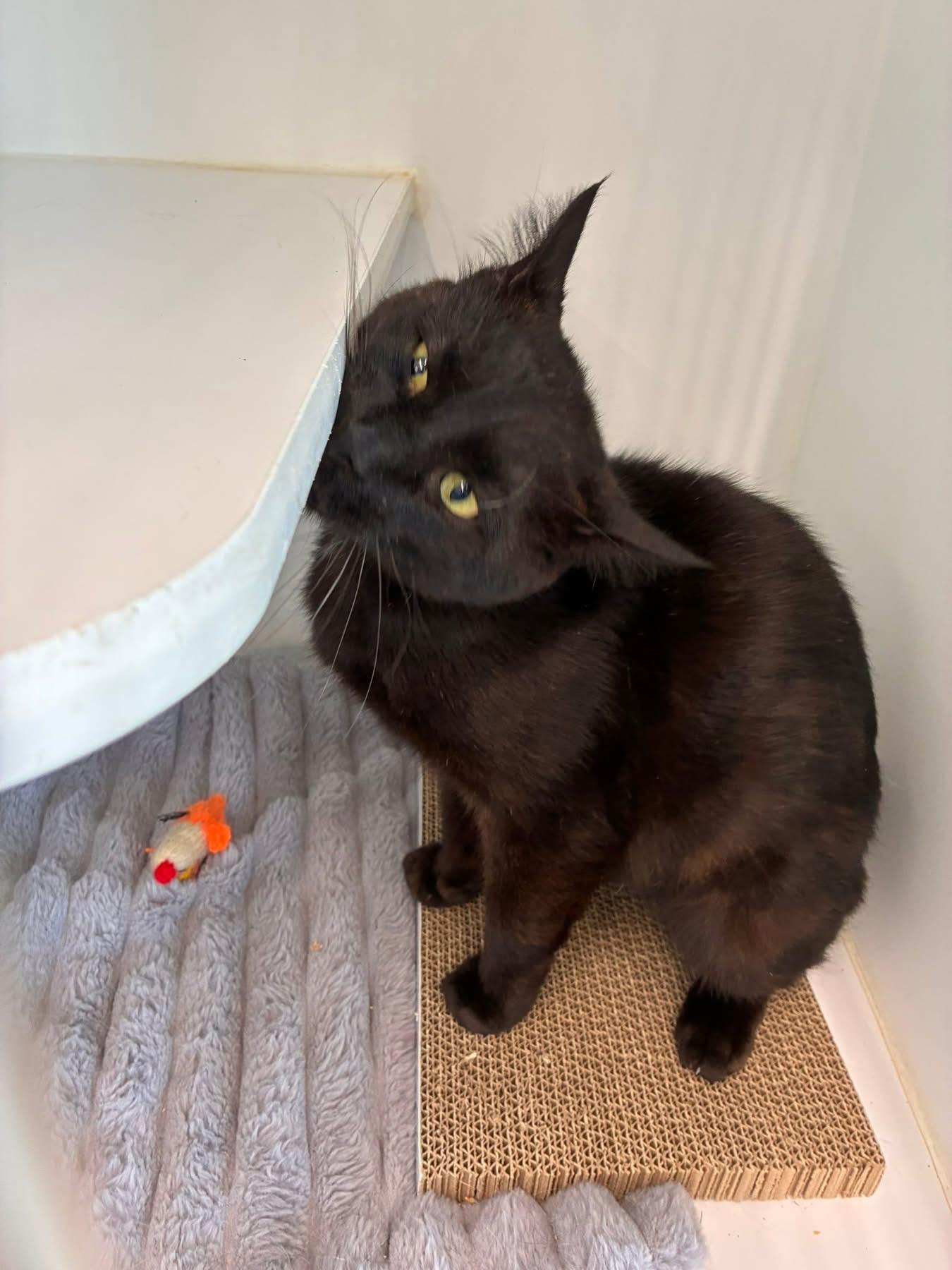 Jaxson, an adopted Domestic Short Hair in Corpus Christi, TX image 2/2