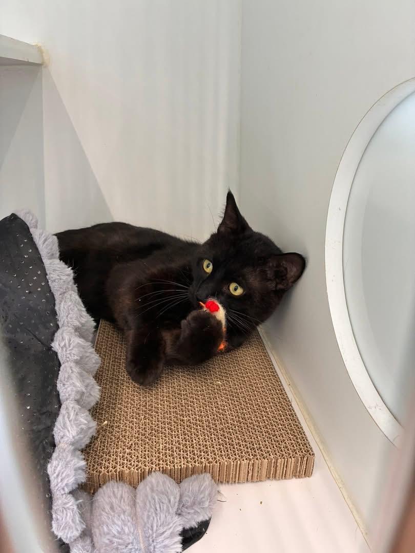 Jaxson, adopted, Adult Male Domestic Short Hair.