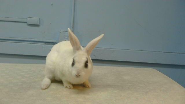 Enlarge BENSON, a Adoptable Bunny Rabbit in Gardena, CA image 1/1