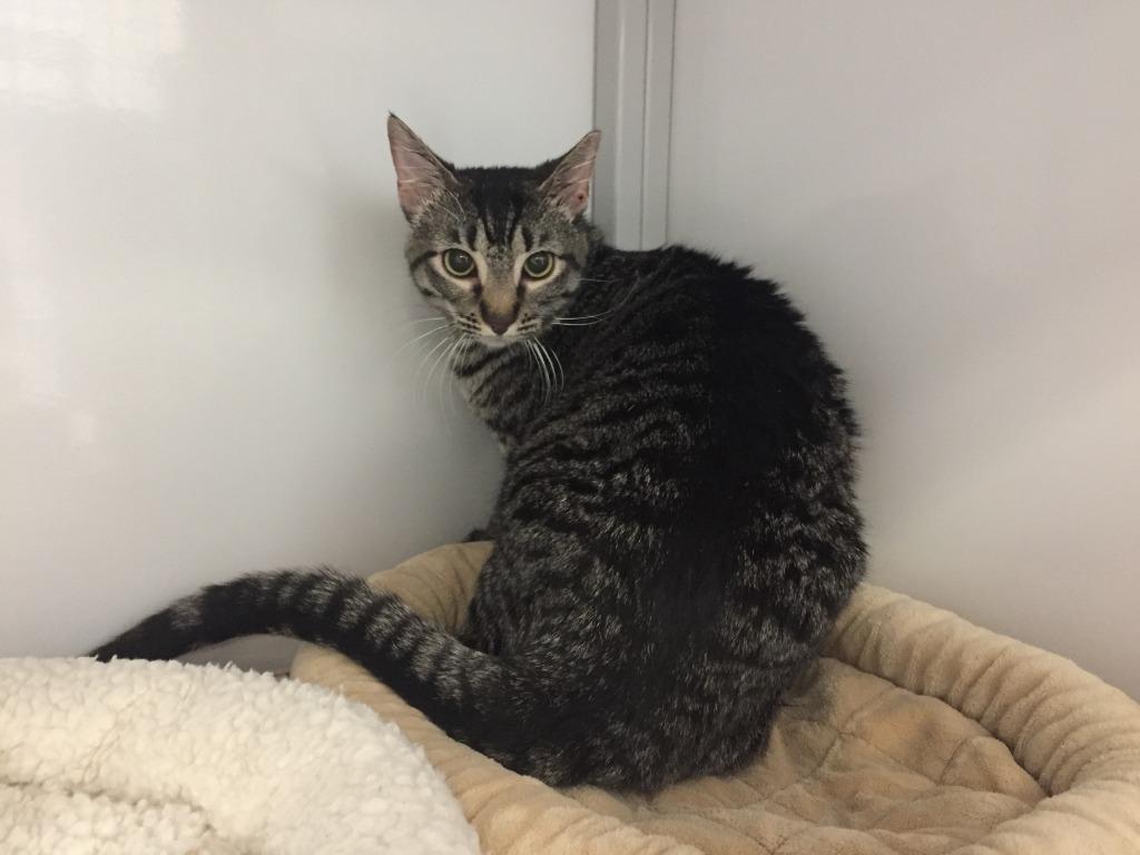 Pepper 26 / Cayenne, Adoptable, Young Female Domestic Short Hair.