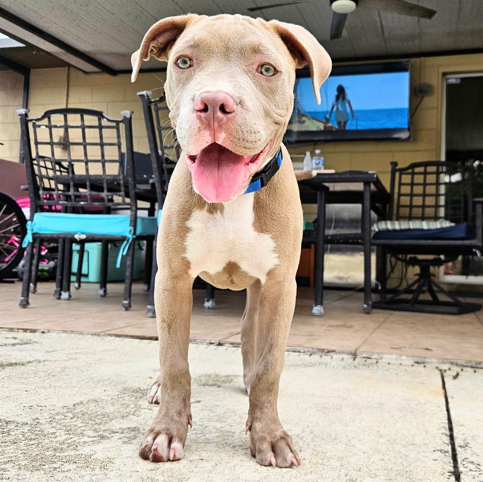 Yoshi, Adopted, Puppy Male Pit Bull Terrier.