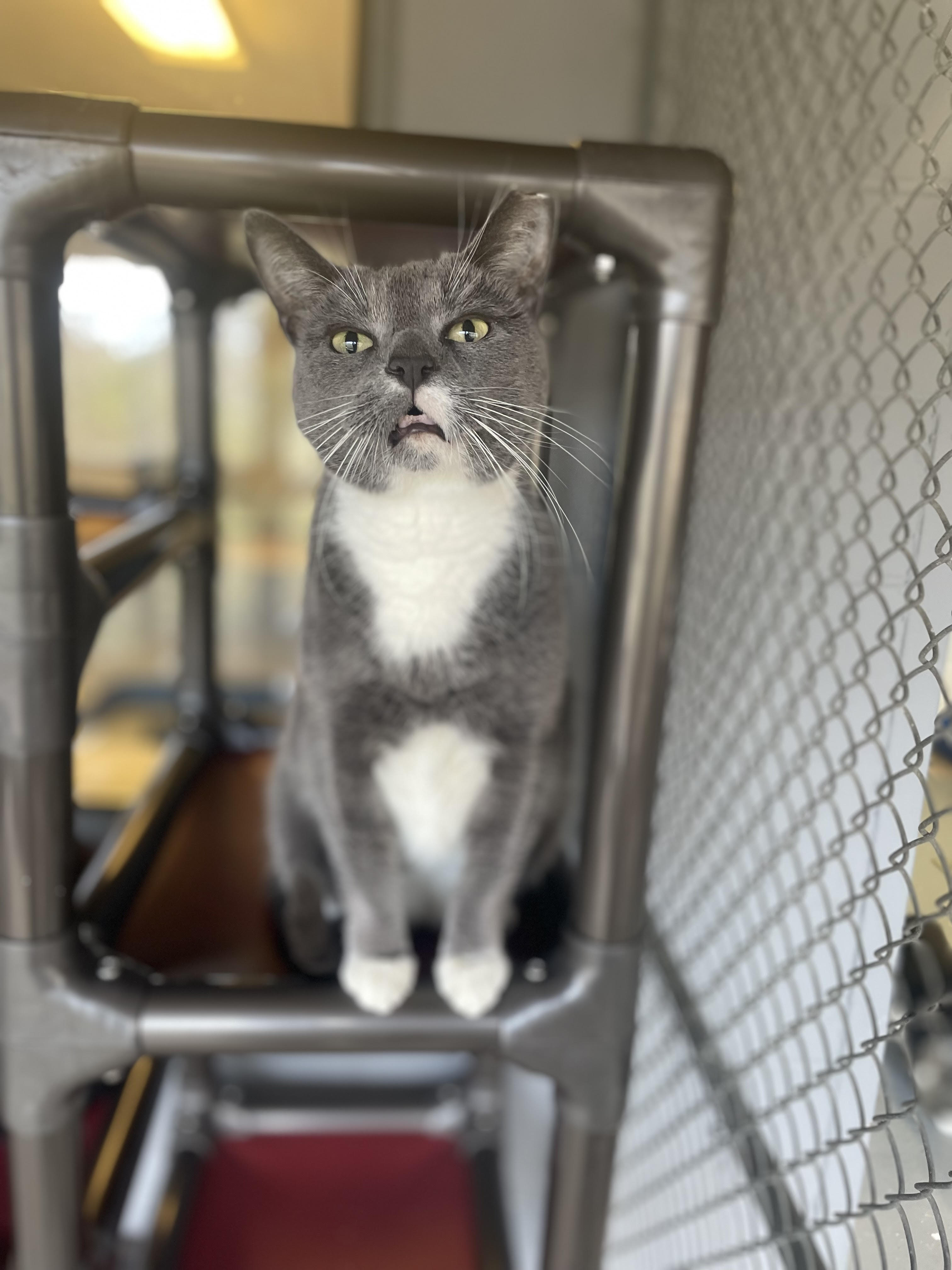 Eeyore, Adoptable, Adult Male Domestic Short Hair.