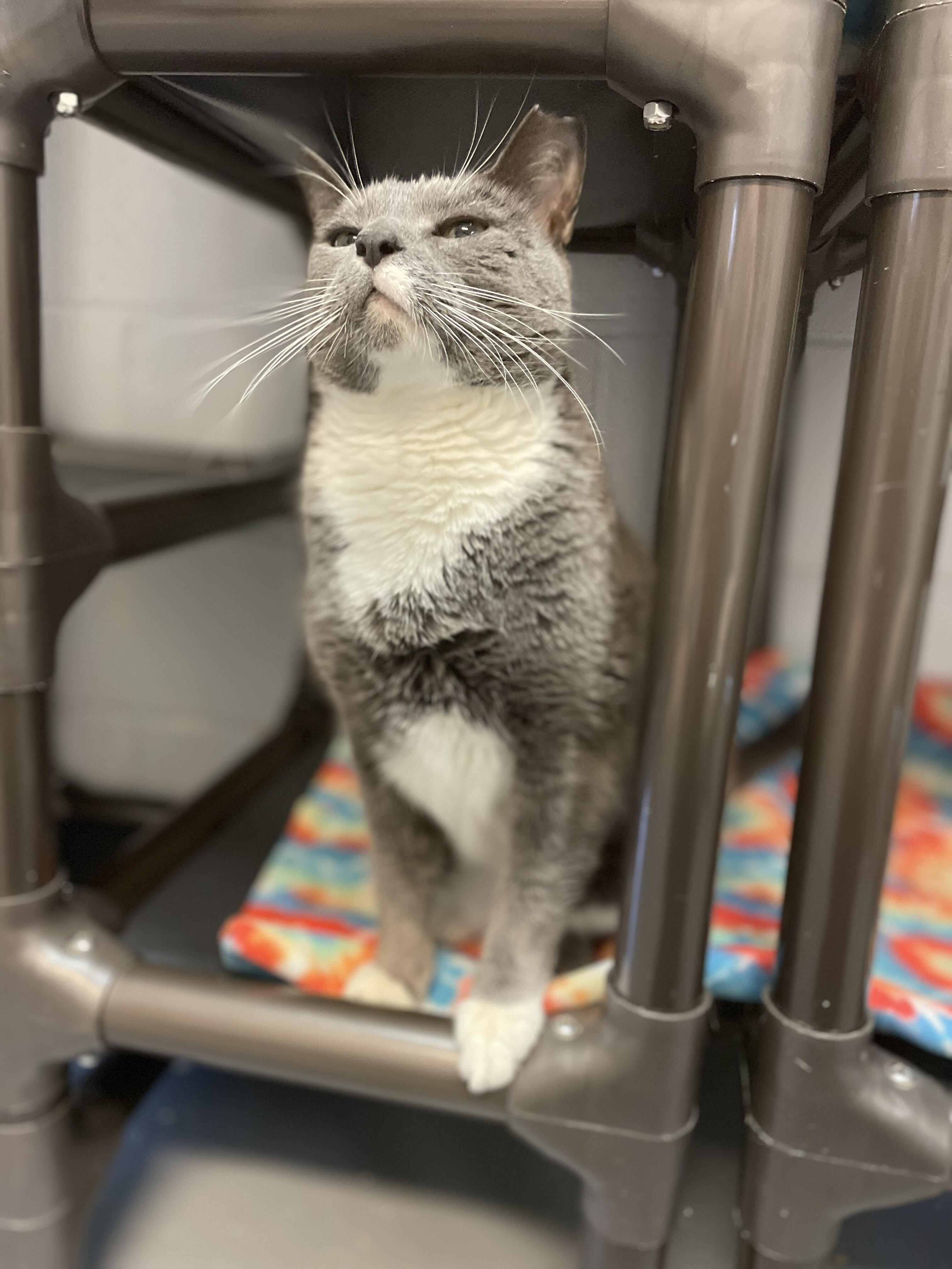 Enlarge Eeyore, a Adoptable Domestic Short Hair in East Northport, NY image 2/6