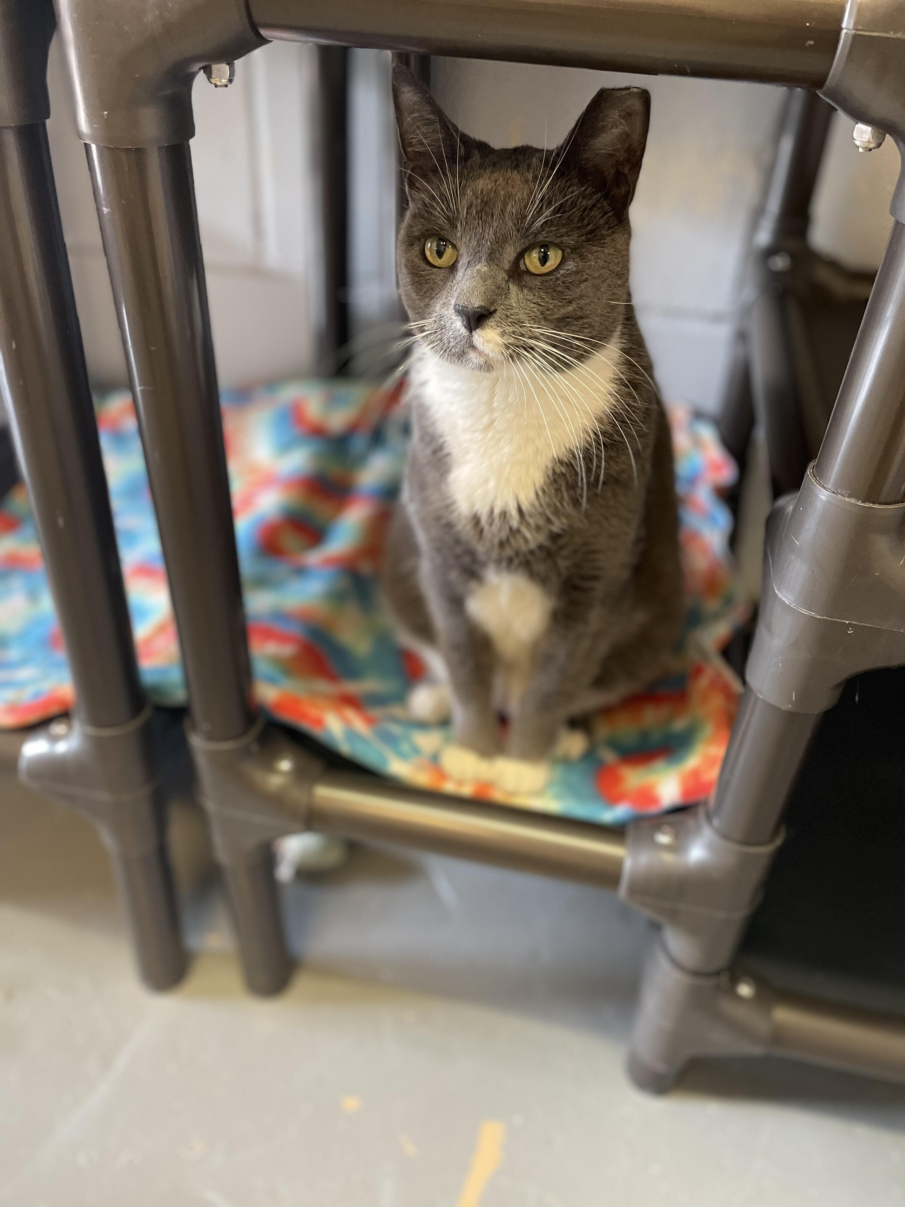 Enlarge Eeyore, a Adoptable Domestic Short Hair in East Northport, NY image 3/6