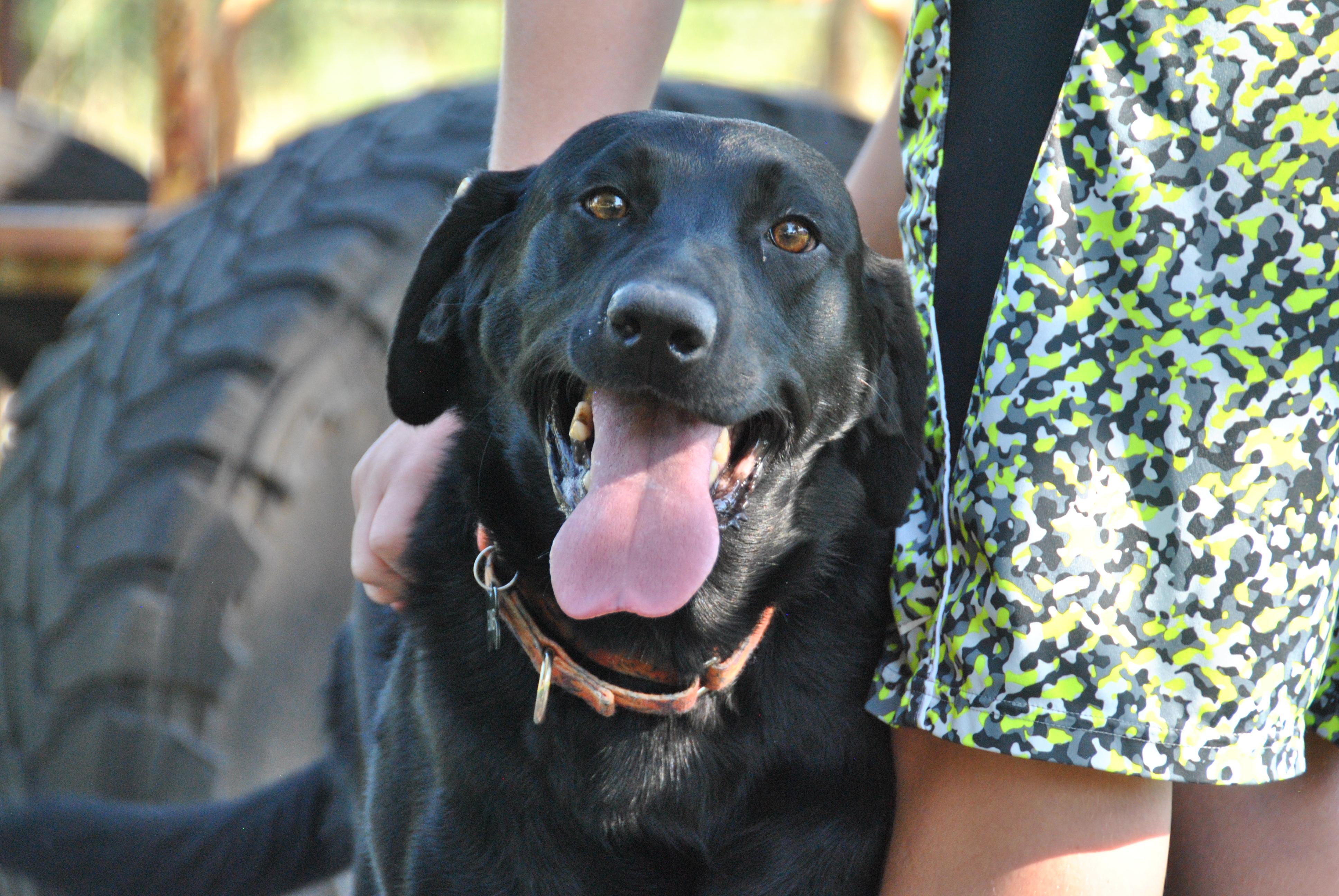 Gunner, ADOPTABLE, Adult Male Labrador Retriever.