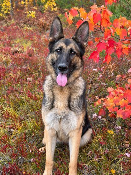 Kat, Adoptable, Adult Female German Shepherd Dog & Mixed Breed.