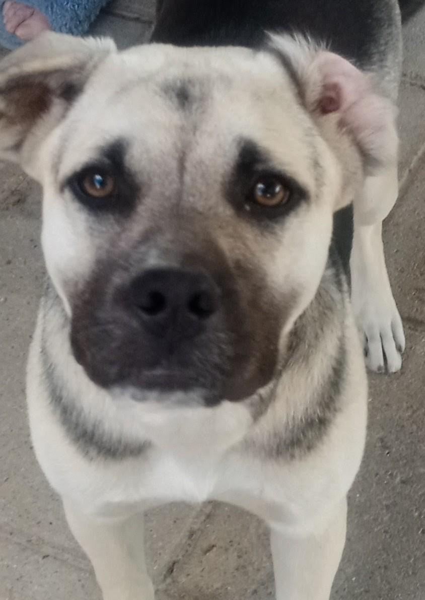 Miss B, a ADOPTABLE mixed breed in Silsbee, TX image 3/5