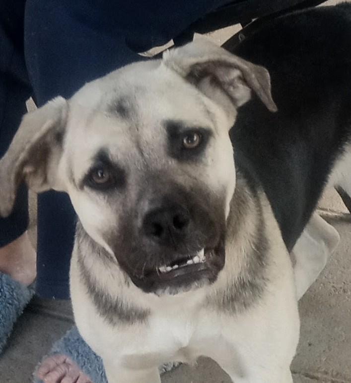 Miss B, a ADOPTABLE mixed breed in Silsbee, TX image 5/5