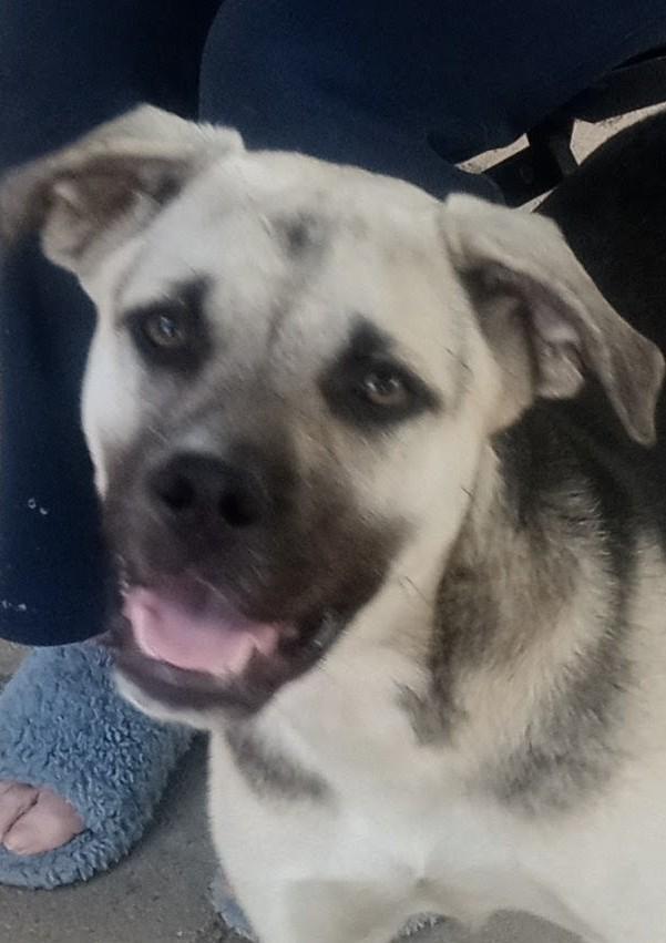 Miss B, a ADOPTABLE mixed breed in Silsbee, TX image 2/5
