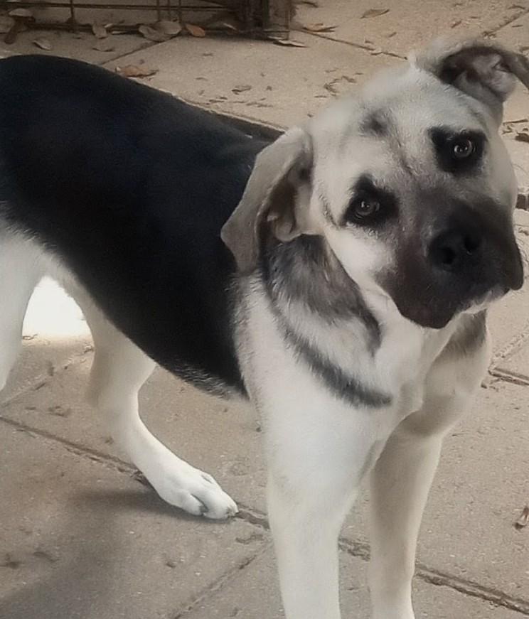 Miss B, a ADOPTABLE mixed breed in Silsbee, TX image 4/5