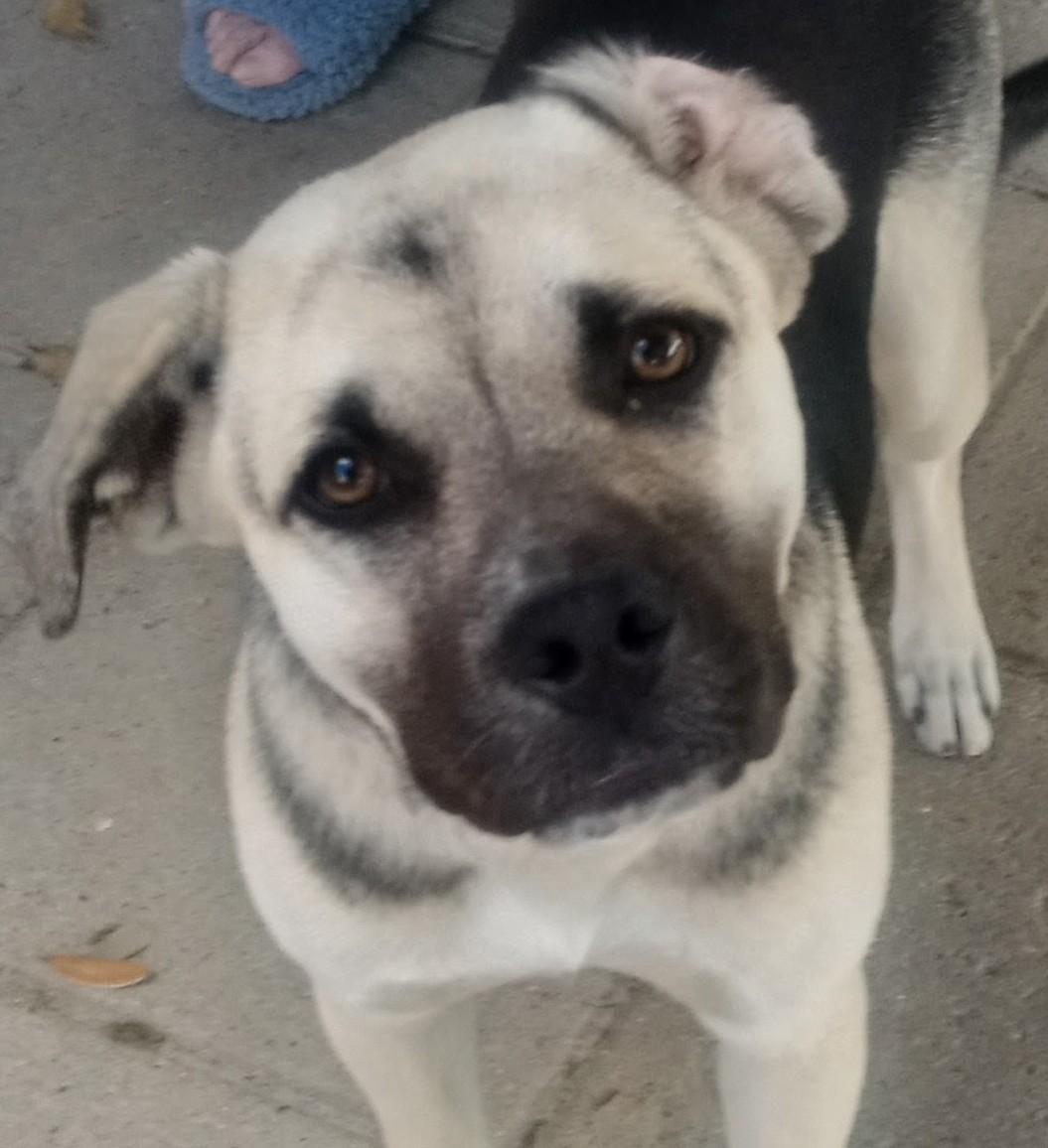Miss B, ADOPTABLE, Young Female Mastiff & German Shepherd Dog.
