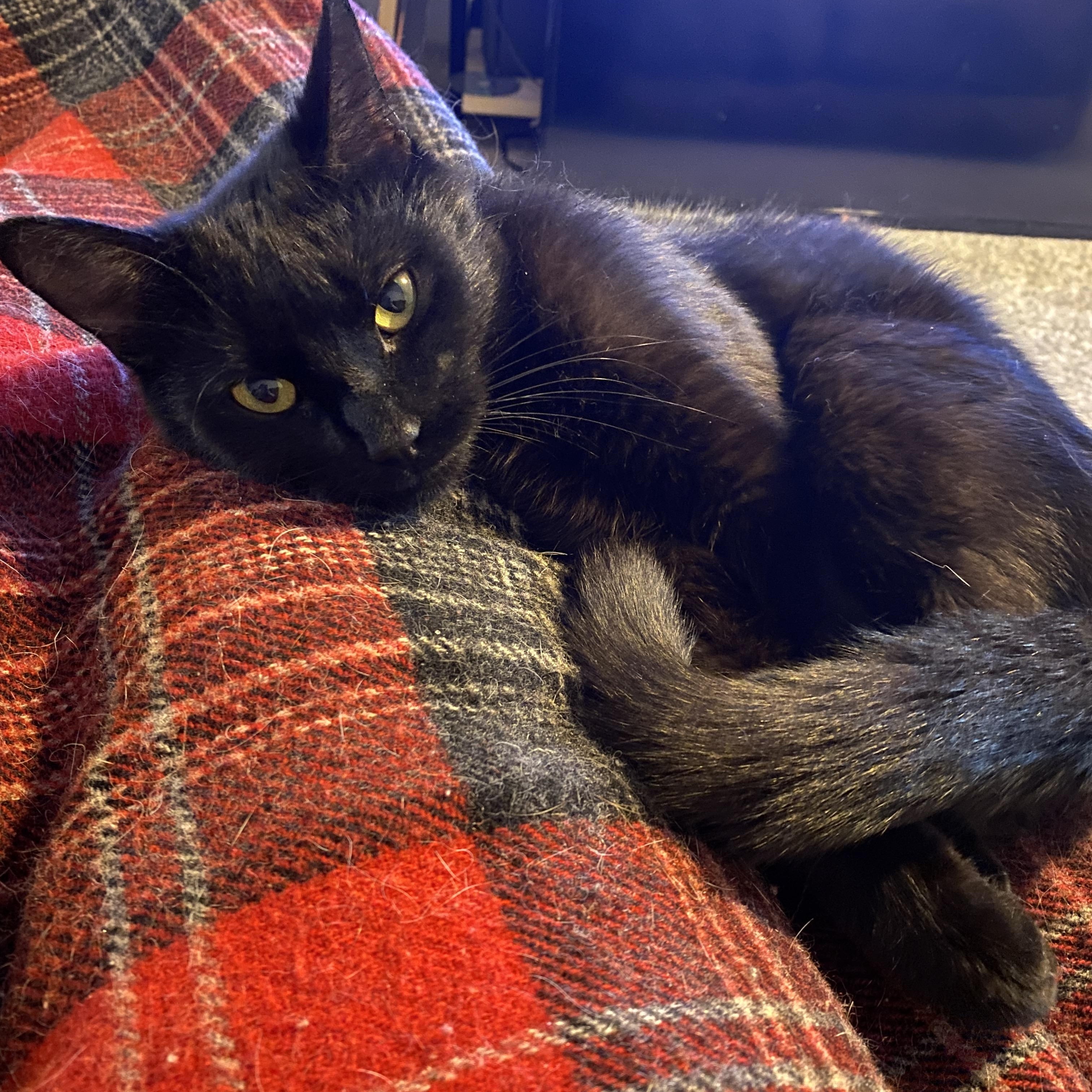 Sophia