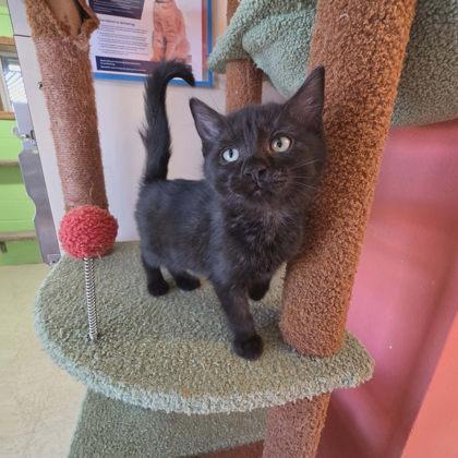 Niobe, Adoptable, Kitten Female Domestic Short Hair & Domestic Short Hair.
