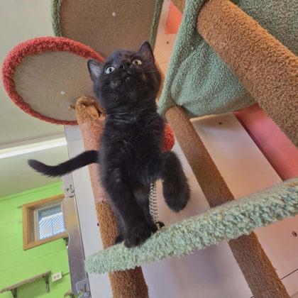 Niobe, Adoptable, Kitten Female Domestic Short Hair & Domestic Short Hair.