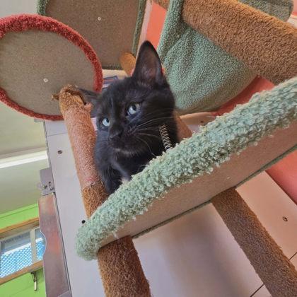 Enlarge Niobe, a Adoptable mixed breed in Scottsbluff, NE image 3/3