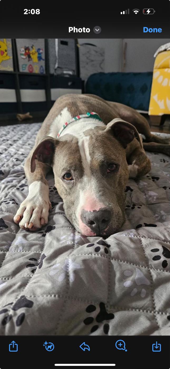 Enlarge Teddy, a Adoptable mixed breed in cape coral, FL image 3/6