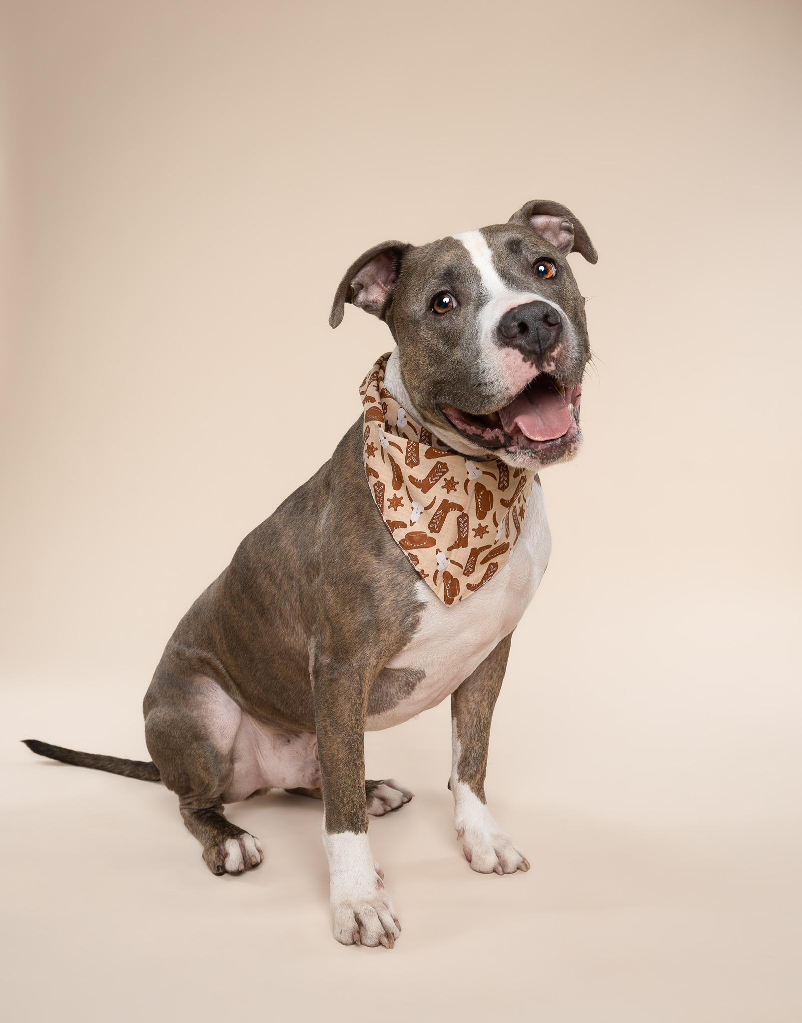 Enlarge Teddy, a Adoptable mixed breed in cape coral, FL image 1/6