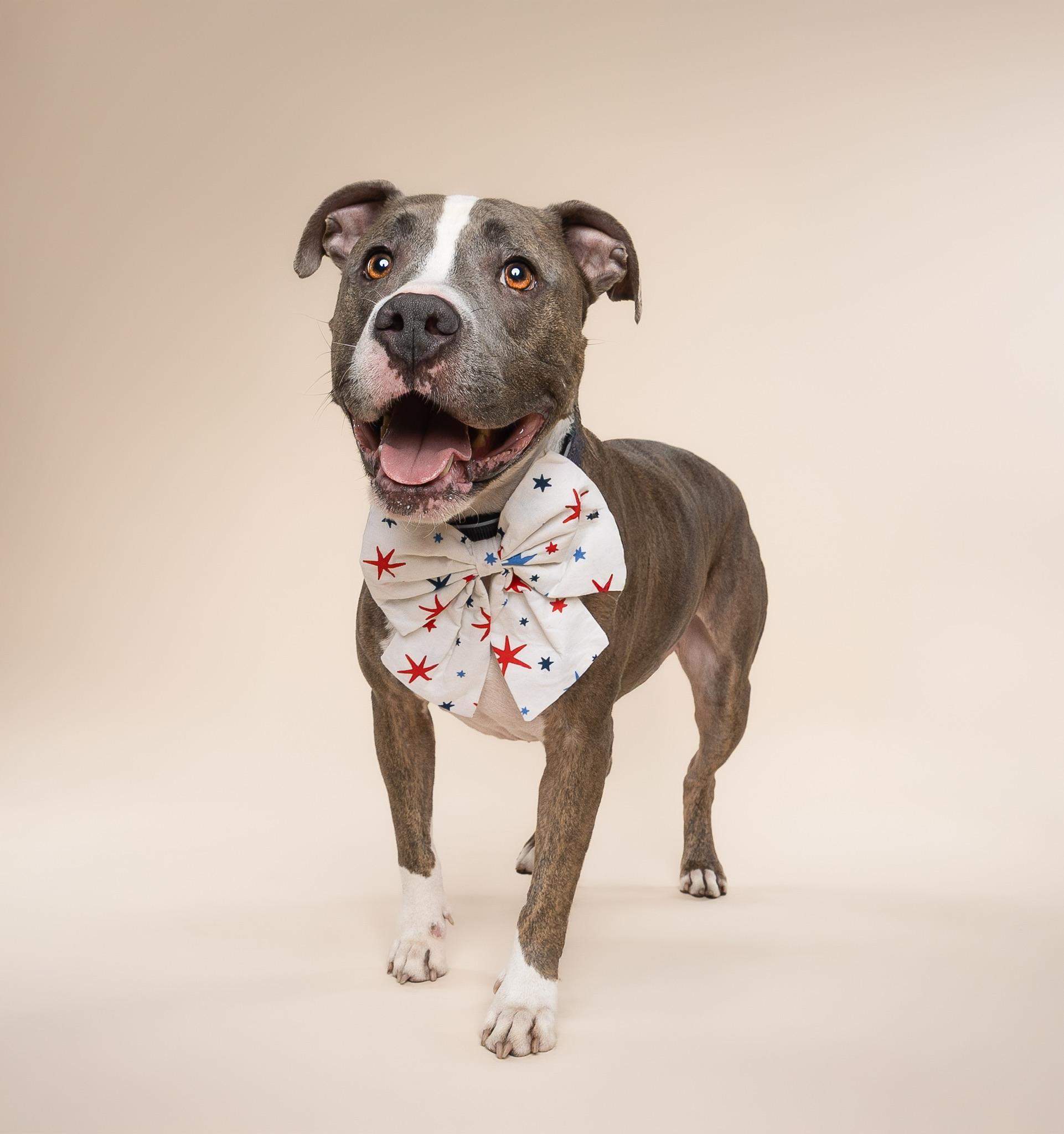 Teddy, Adoptable, Young Male Terrier.