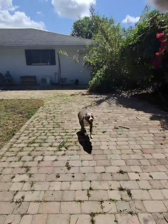 Enlarge Teddy, a Adoptable mixed breed in melbourne, FL video 6/6