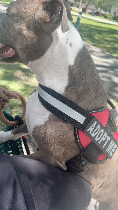 Enlarge Teddy, a Adoptable mixed breed in cape coral, FL video 5/6