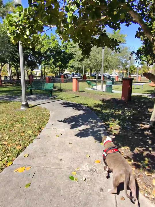 Enlarge Teddy, a Adoptable mixed breed in melbourne, FL video 5/6