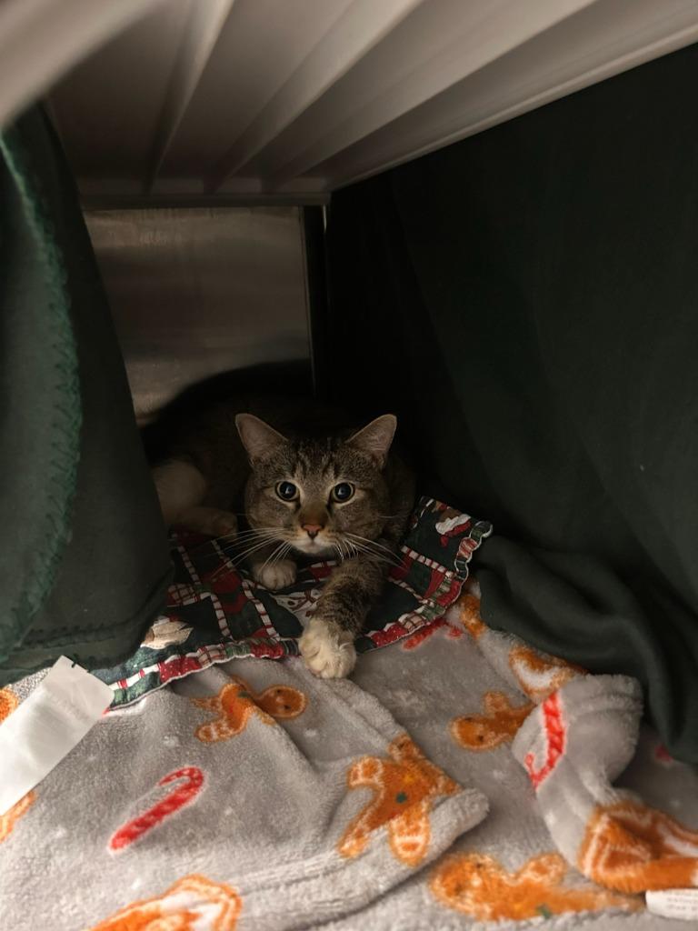 Olaf, Adoptable, Young Male Domestic Short Hair.