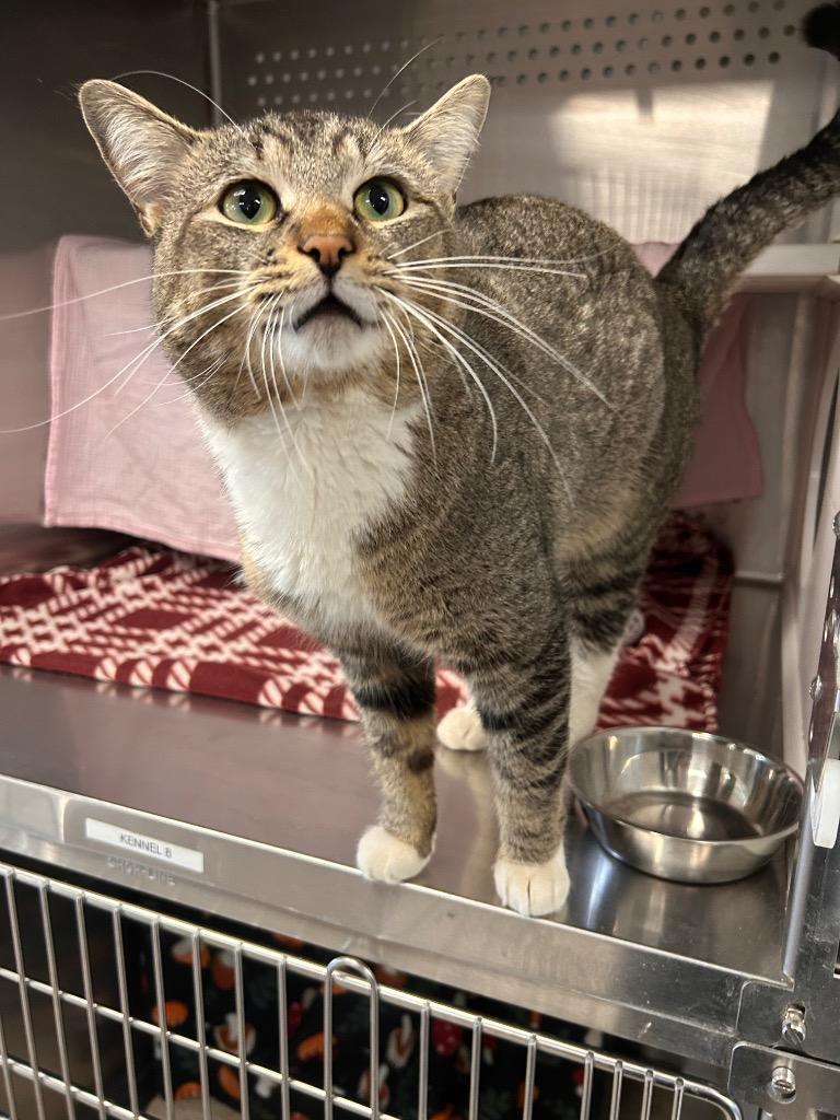 Enlarge Olaf, a Adoptable mixed breed in Minot, ND image 2/2