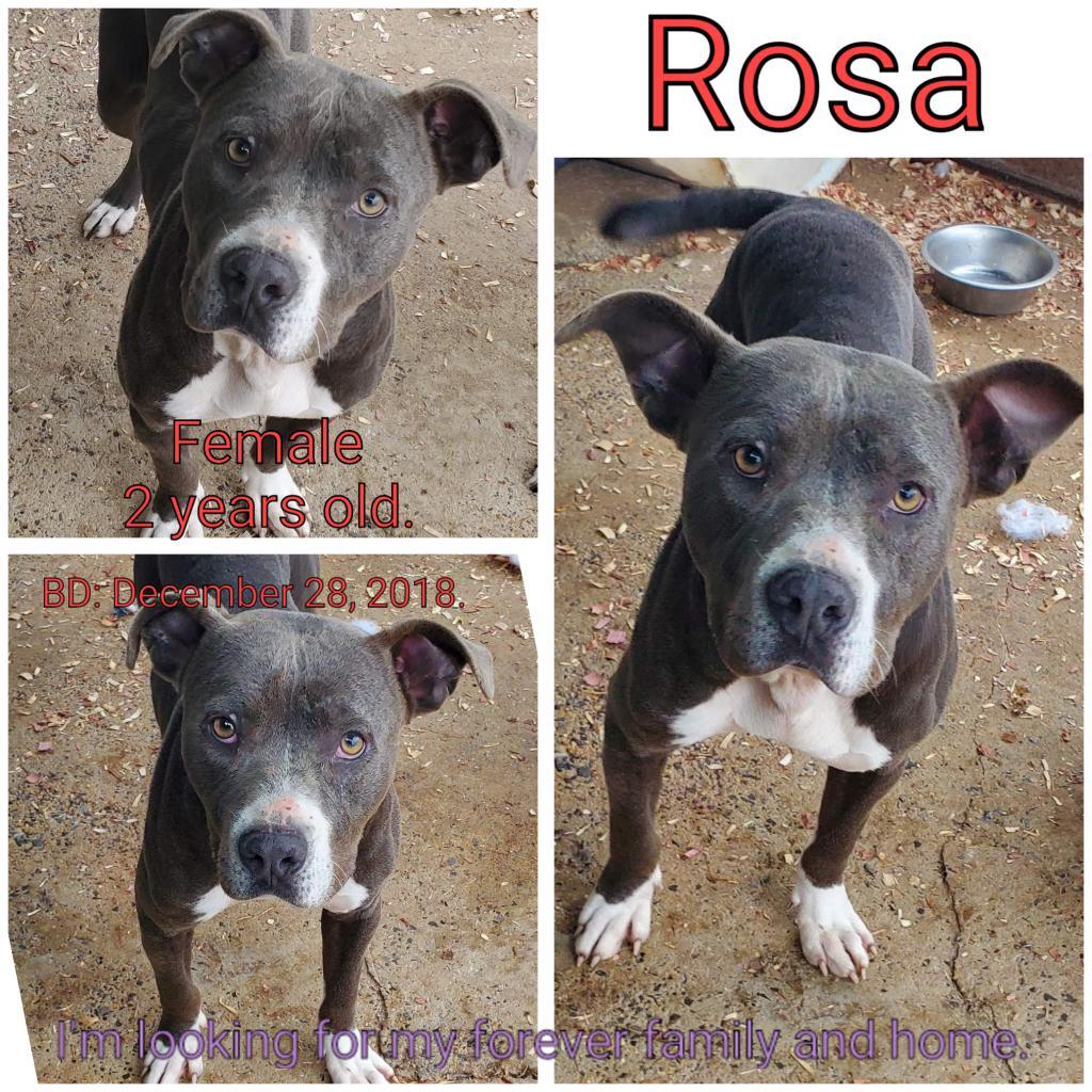 Rosa, a Adoptable Mixed Breed in Boaz, AL image 1/4