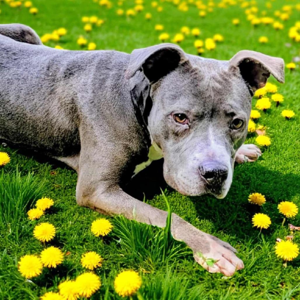 Rosa, a Adoptable Mixed Breed in Boaz, AL image 2/4