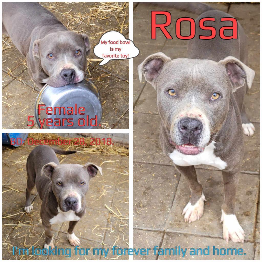 Rosa, a Adoptable Mixed Breed in Boaz, AL image 3/4