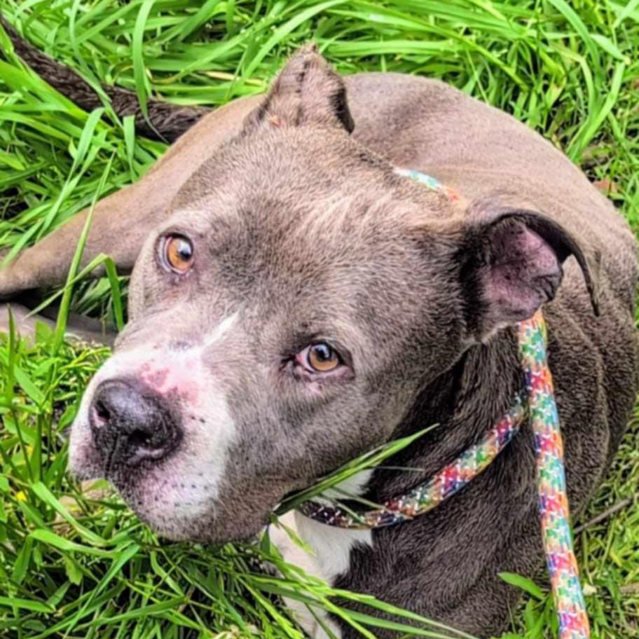 Rosa, a Adoptable Mixed Breed in Boaz, AL image 4/4