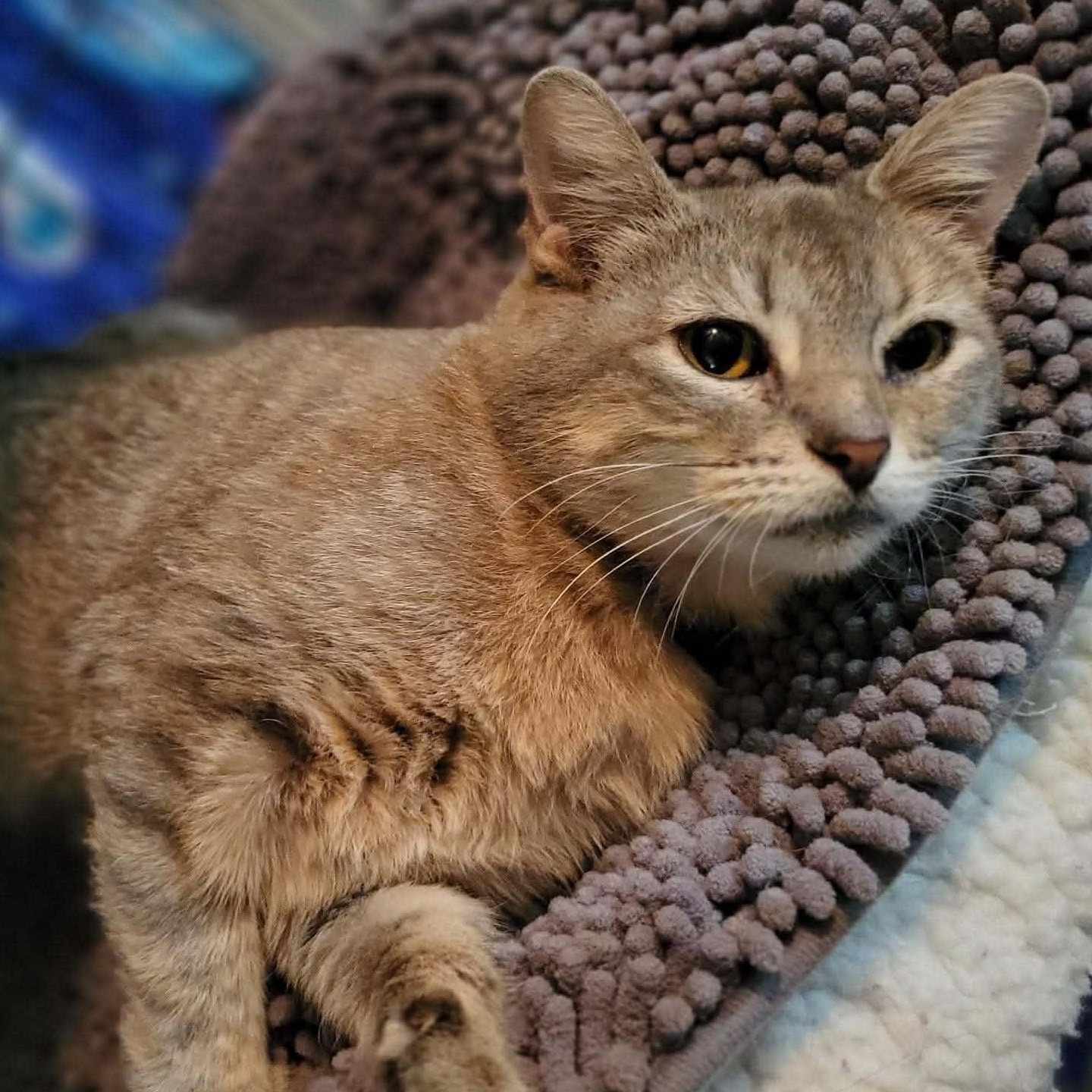 Lily, ADOPTABLE, Adult Female Domestic Short Hair.