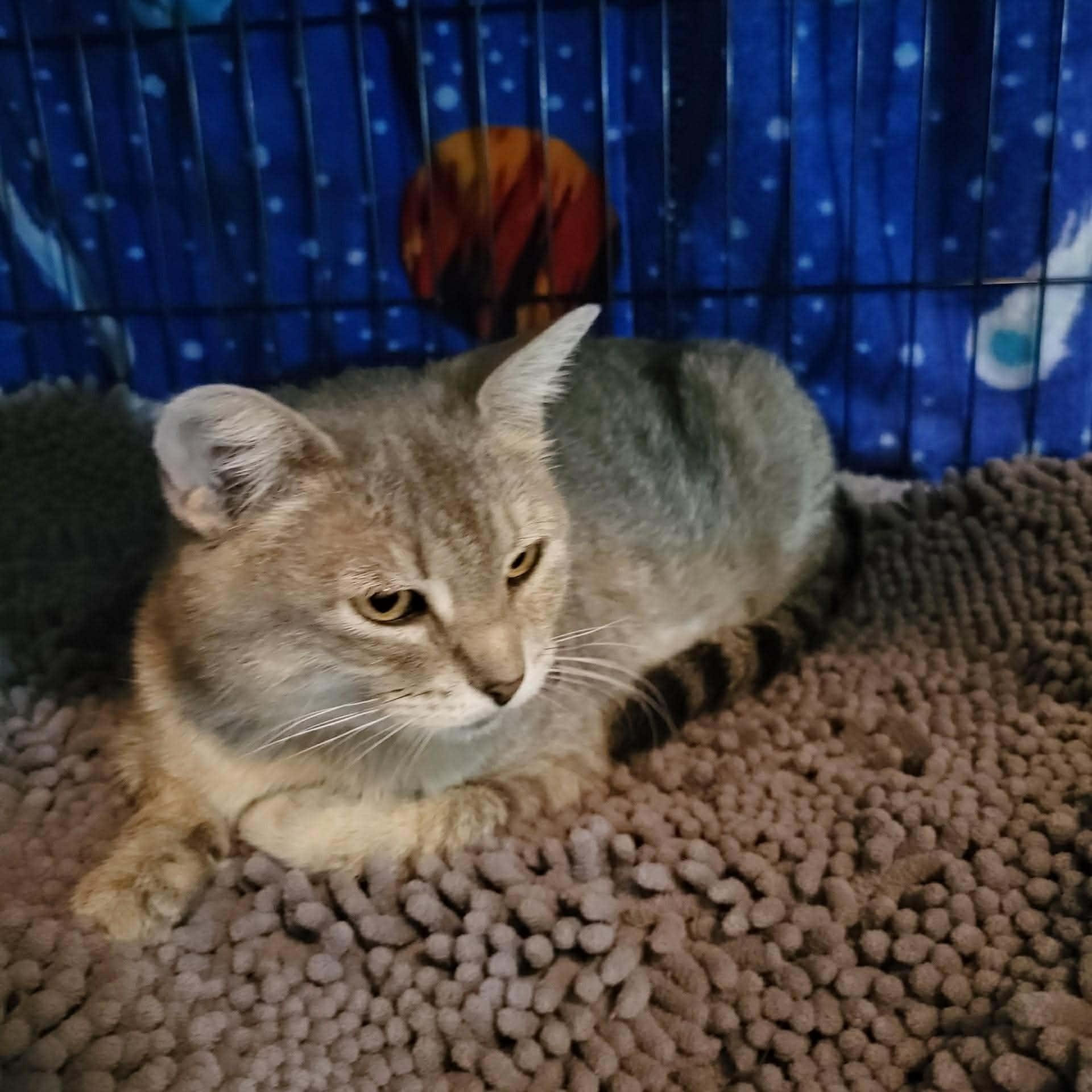 Enlarge Lily, a ADOPTABLE Domestic Short Hair in Oklahoma City, OK image 2/4