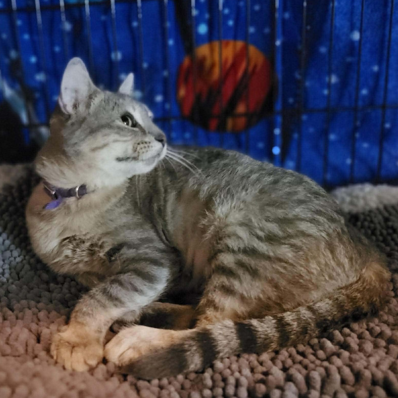 Enlarge Lily, a ADOPTABLE Domestic Short Hair in Oklahoma City, OK image 4/4