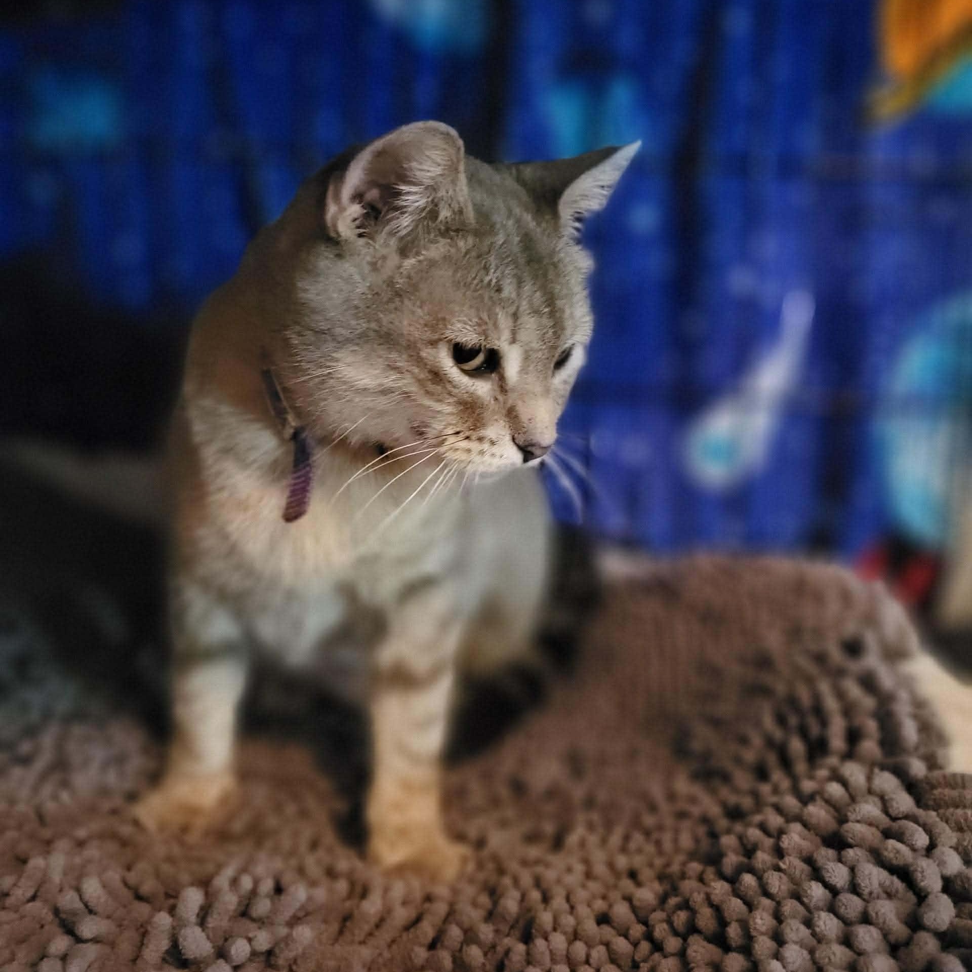 Enlarge Lily, a ADOPTABLE Domestic Short Hair in Oklahoma City, OK image 3/4