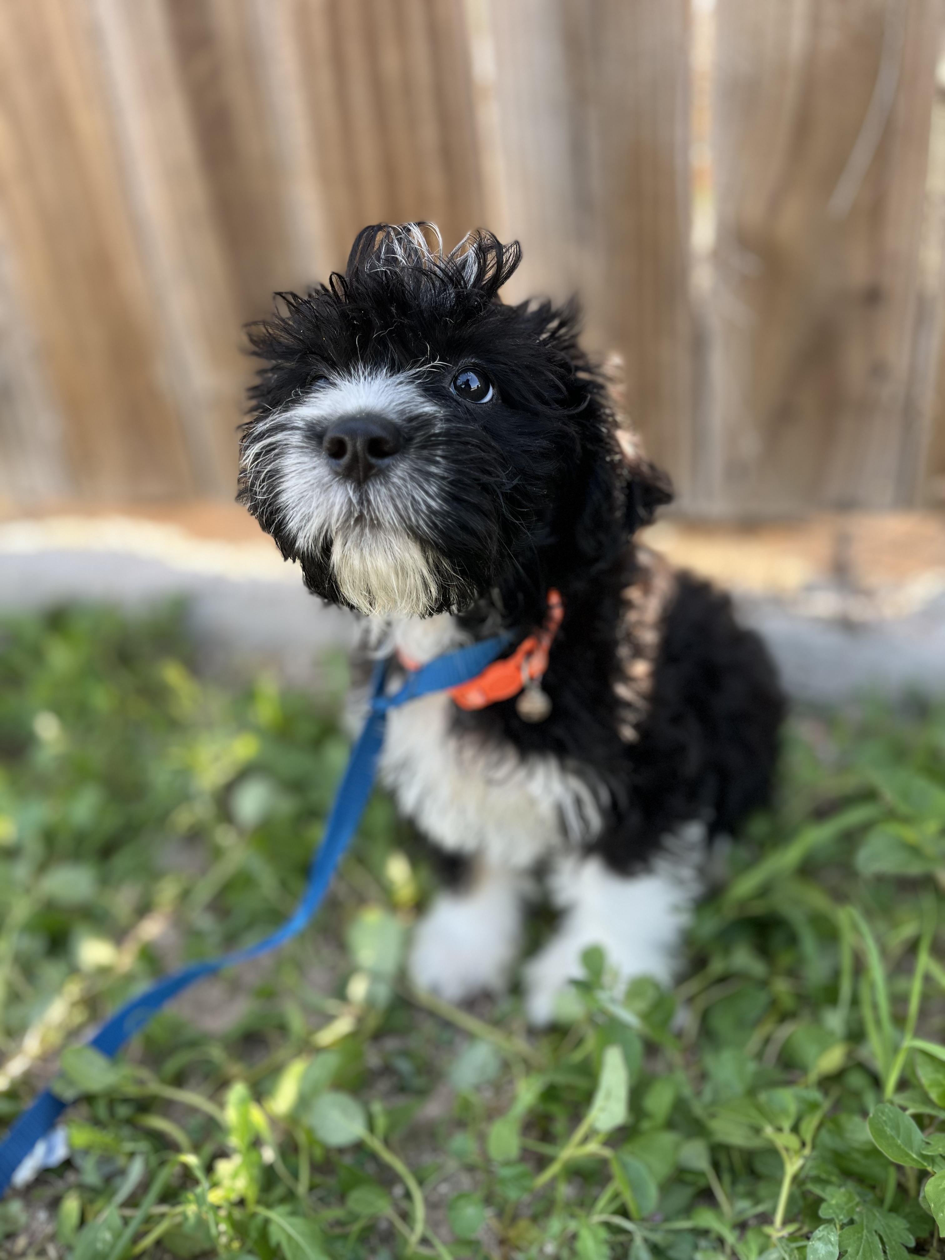Enlarge coco, an adopted Shih Tzu in New Haven, CT image 3/6