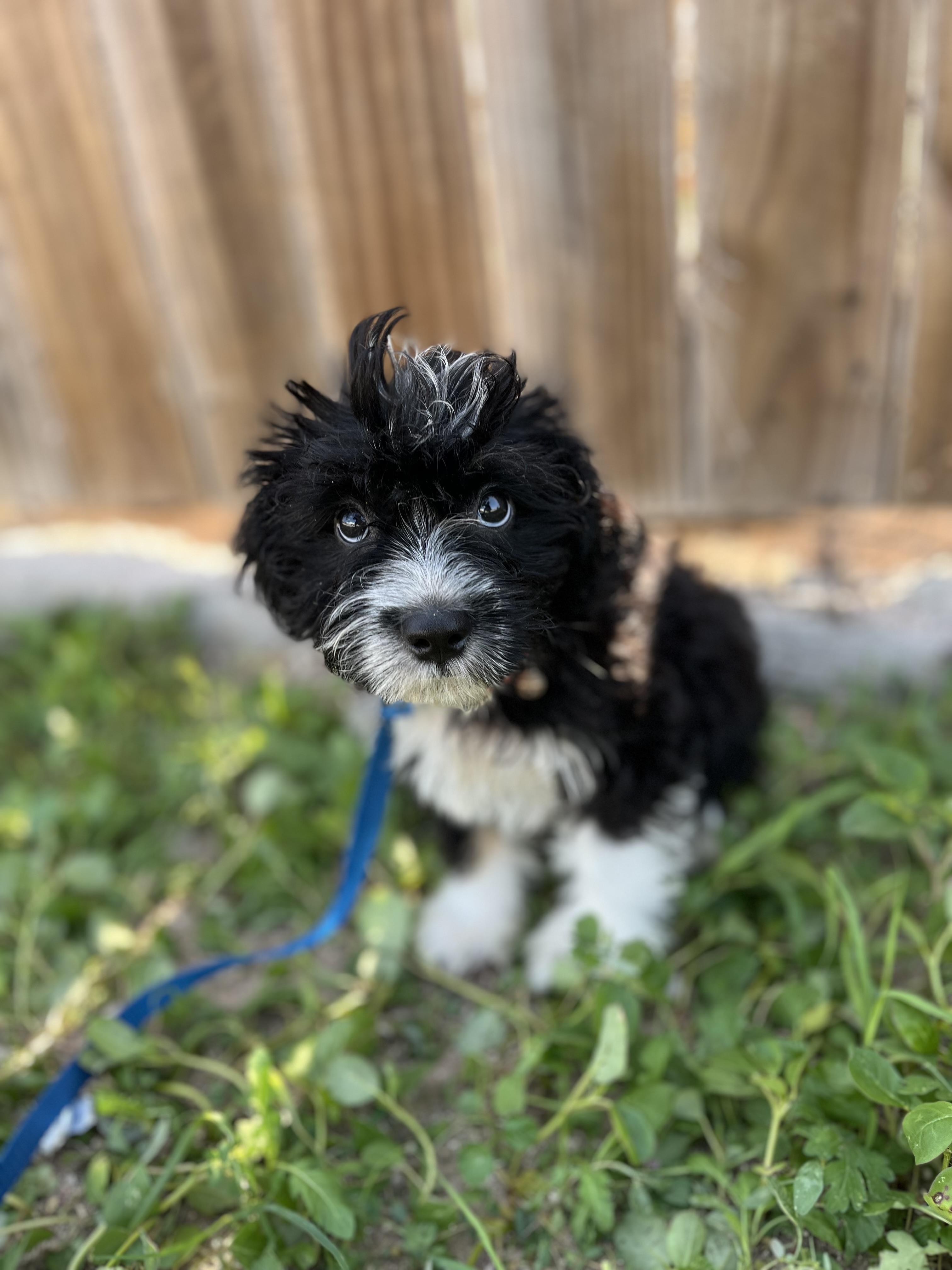 Enlarge coco, an adopted Shih Tzu in New Haven, CT image 2/6