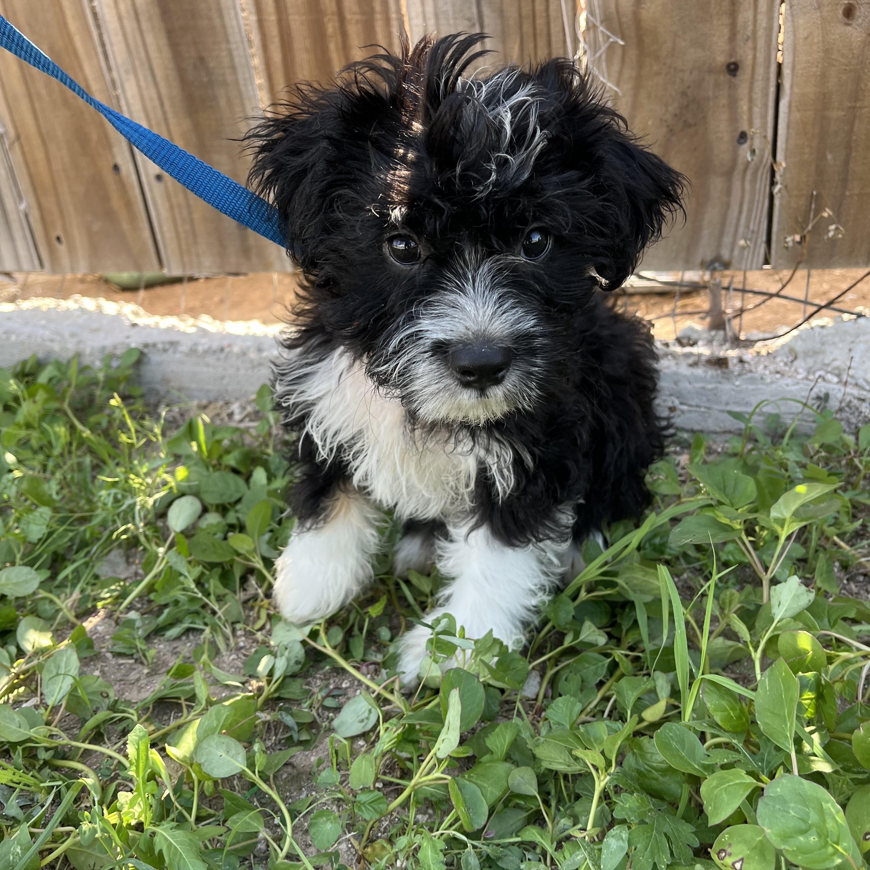 Enlarge coco, an adopted Shih Tzu in New Haven, CT image 5/6