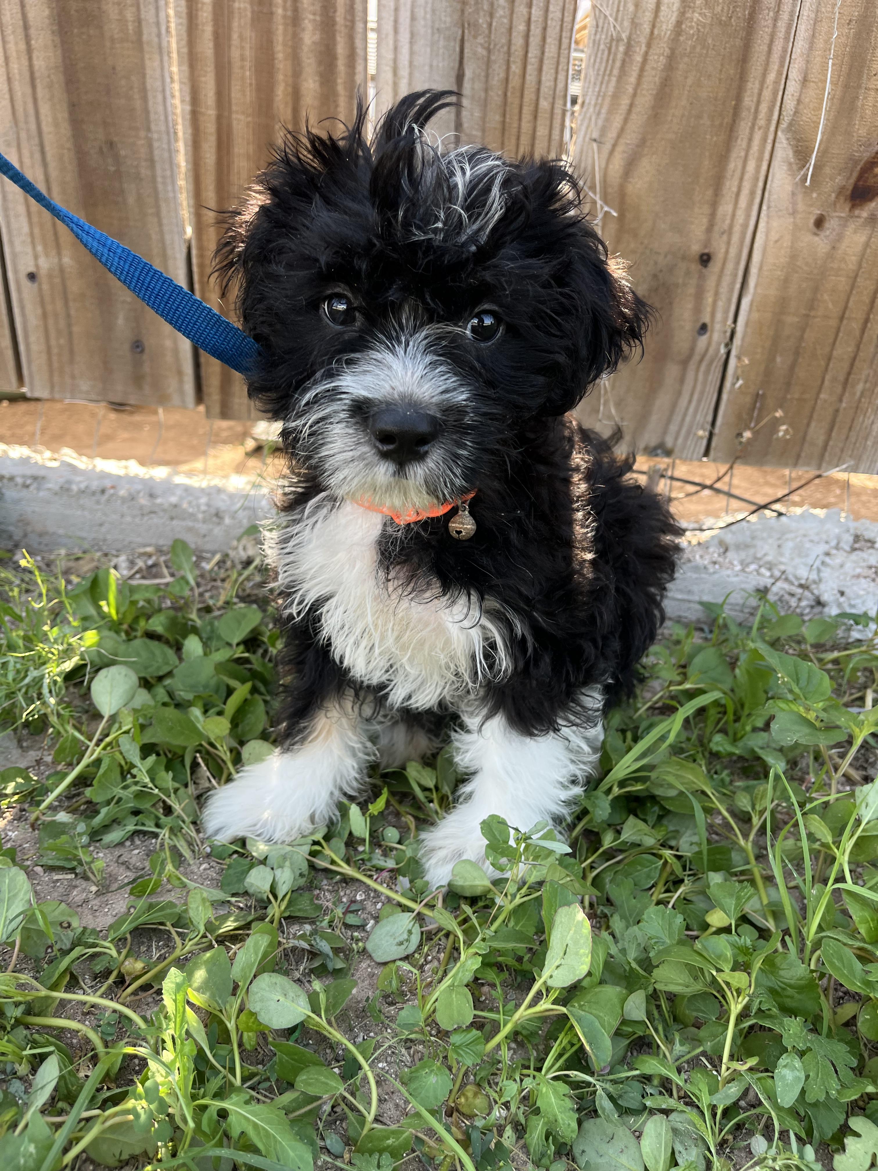 Enlarge coco, an adopted Shih Tzu in New Haven, CT image 6/6