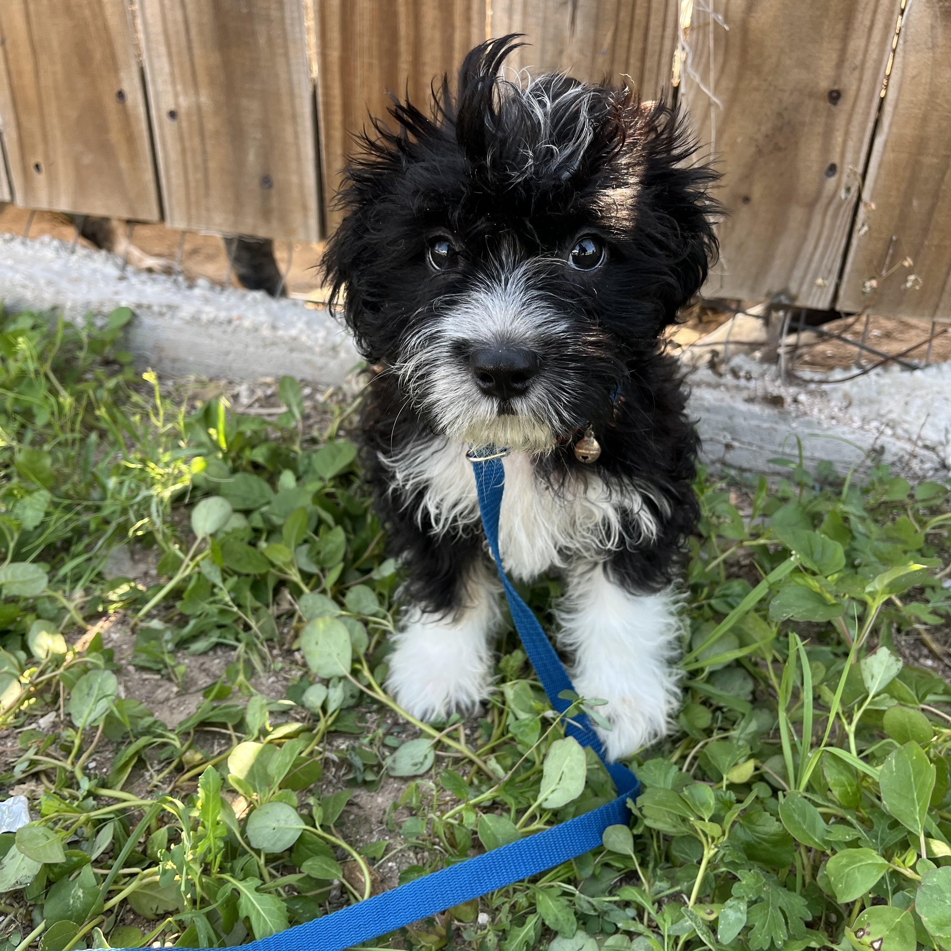 coco, adopted, Puppy Male Shih Tzu.