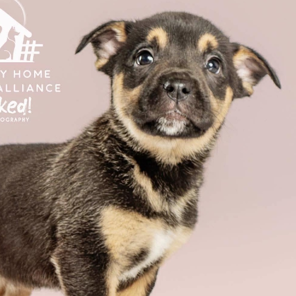 Enlarge Peanut, a ADOPTABLE mixed breed in Wando, SC image 1/3