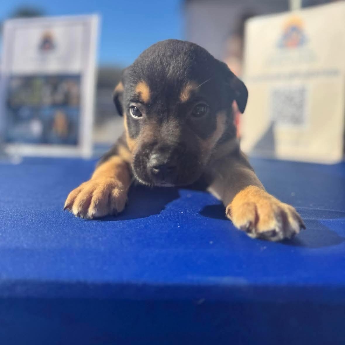 Enlarge Peanut, a ADOPTABLE mixed breed in Wando, SC image 3/3