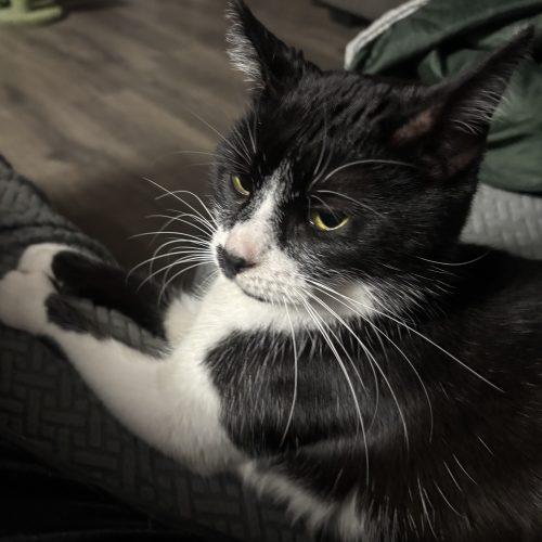 Zipper, Adoptable, Adult Female Domestic Short Hair.