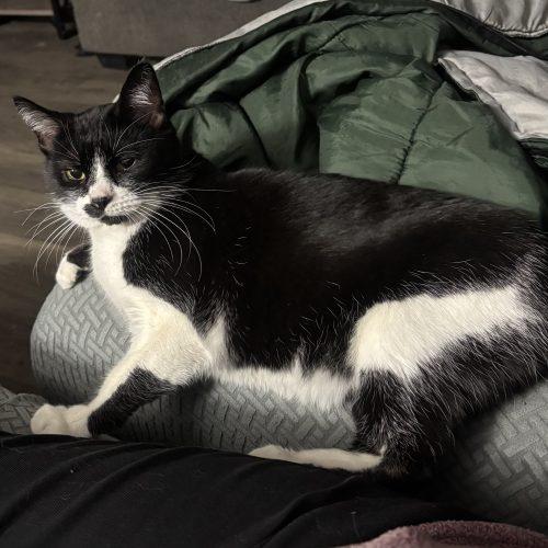 Enlarge Zipper, a Adoptable Domestic Short Hair in Kirksville, MO image 2/4