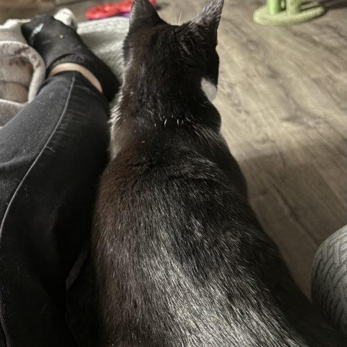 Enlarge Zipper, a Adoptable Domestic Short Hair in Kirksville, MO image 3/4