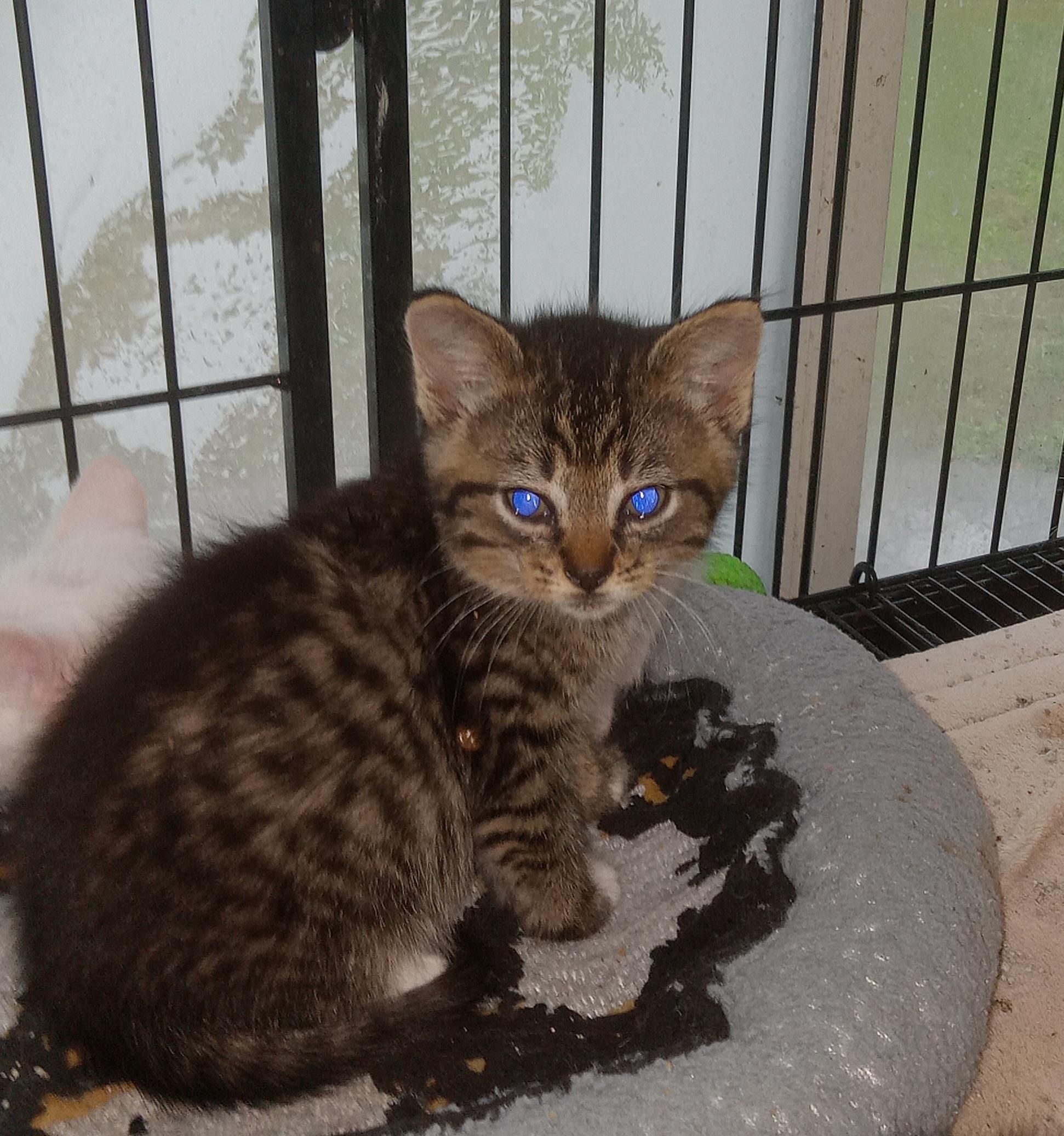 Tina's Litter, a Adopted Domestic Short Hair in Galloway, NJ image 2/5