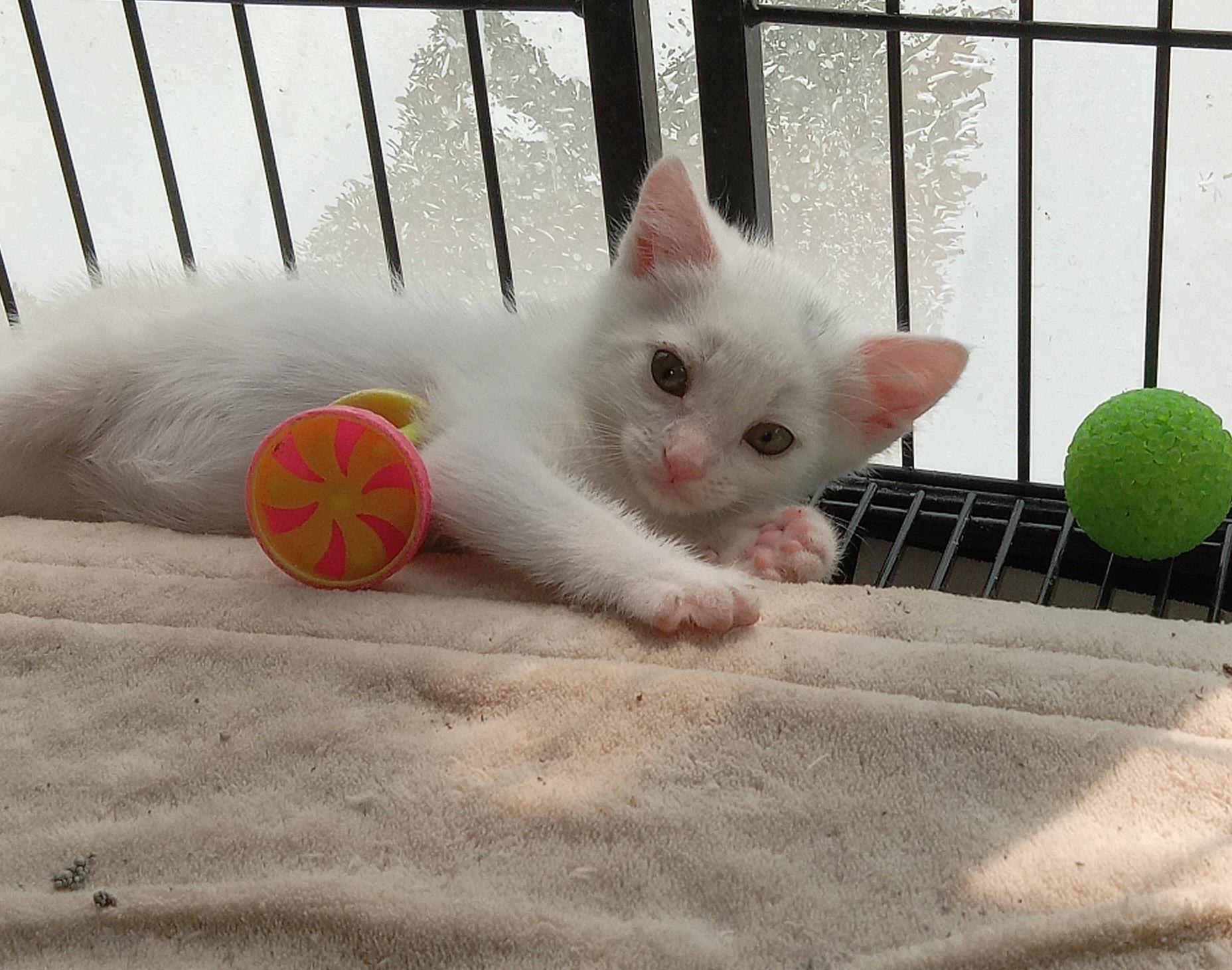 Tina's Litter, a Adopted Domestic Short Hair in Galloway, NJ image 1/5