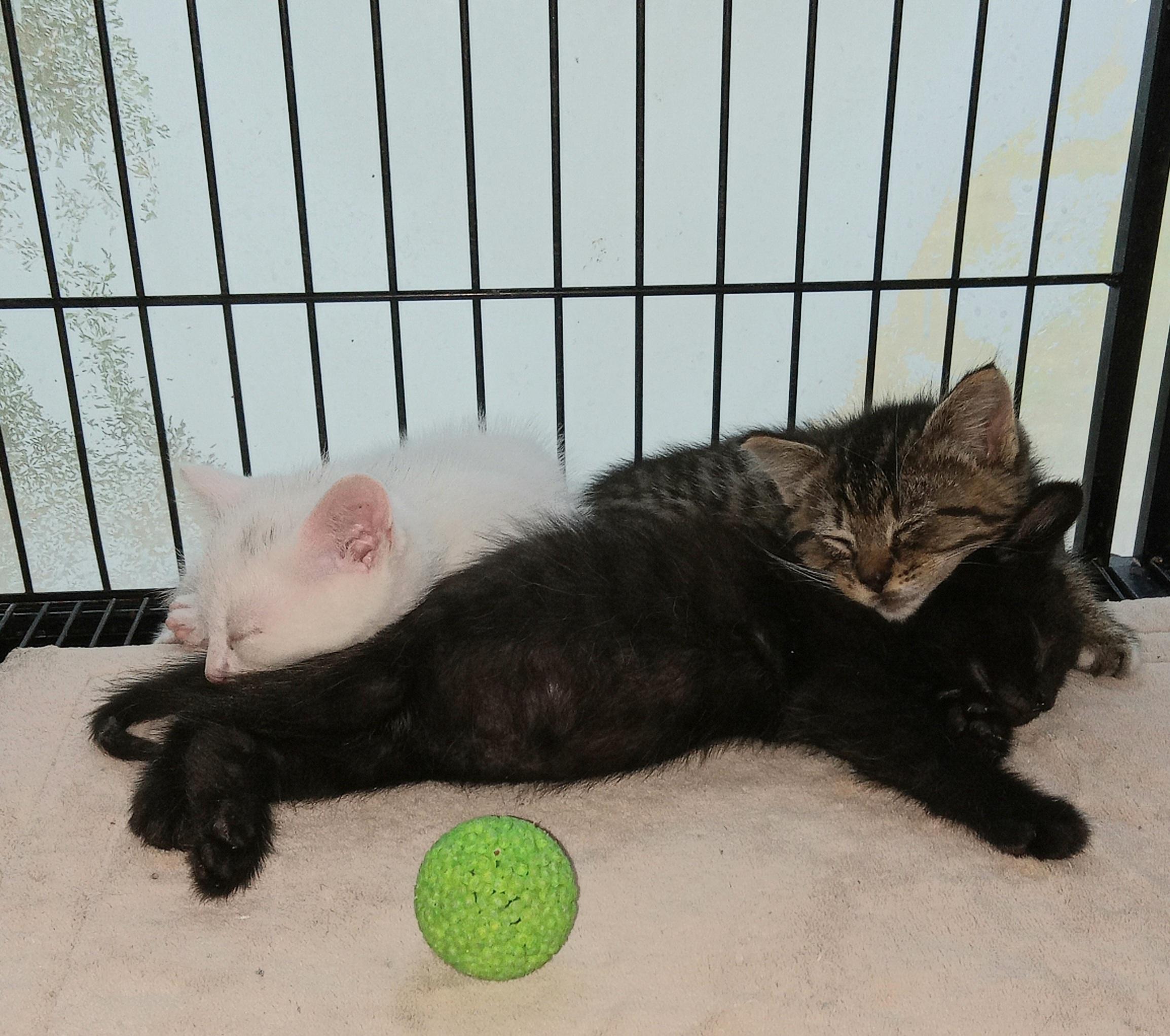 Tina's Litter, a Adopted Domestic Short Hair in Galloway, NJ image 3/5