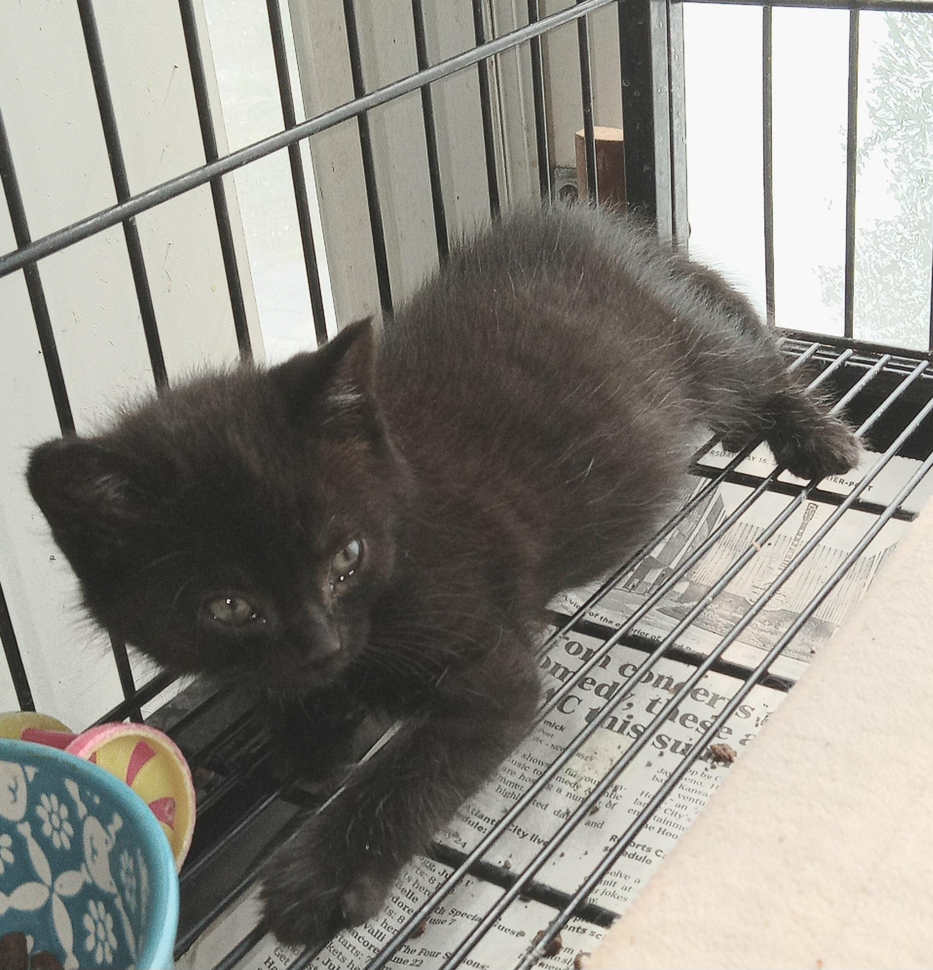 Tina's Litter, a Adopted Domestic Short Hair in Galloway, NJ image 4/5