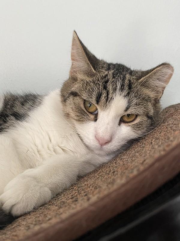 Enlarge Patty O'Green, a Adoptable Domestic Short Hair in Chicago, IL image 1/3